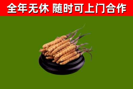播州回收冬虫夏草