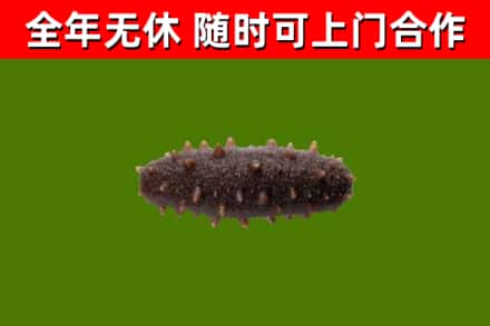 播州回收海参干
